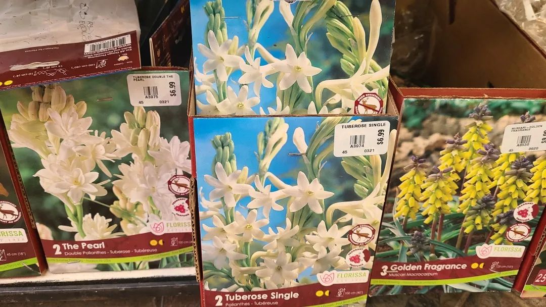 探店：在封城中求生存的苗圃，仍骄傲地营业中！