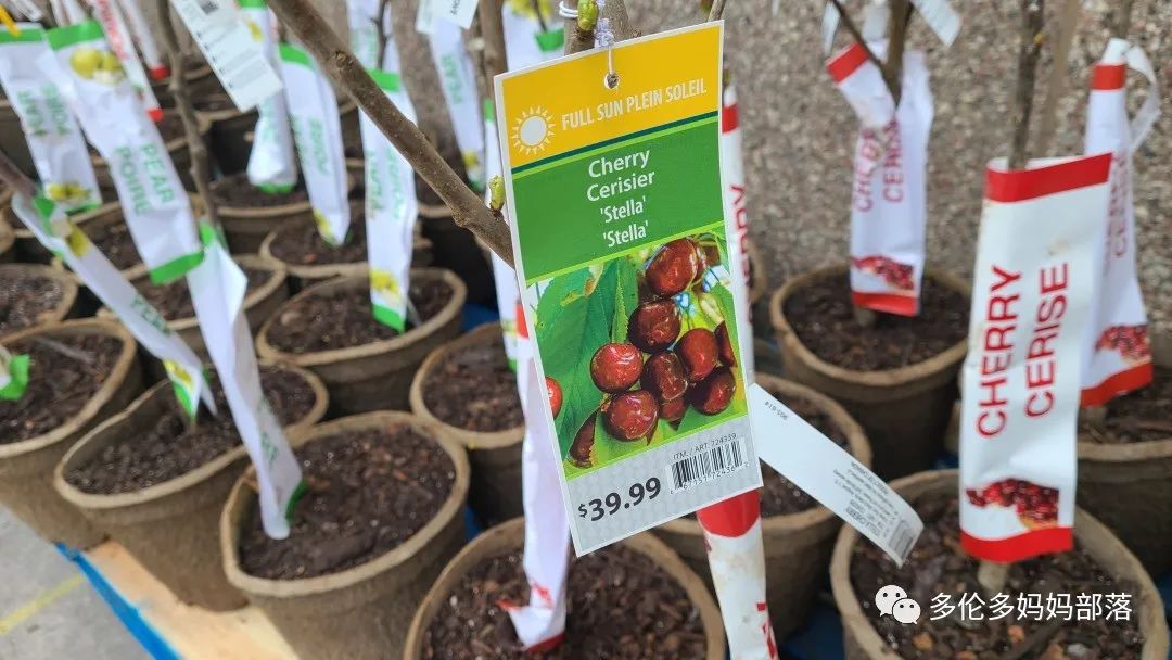Costco不甘寂寞放大招：户外卖绿植，内附大量细节生图及种植经验分享