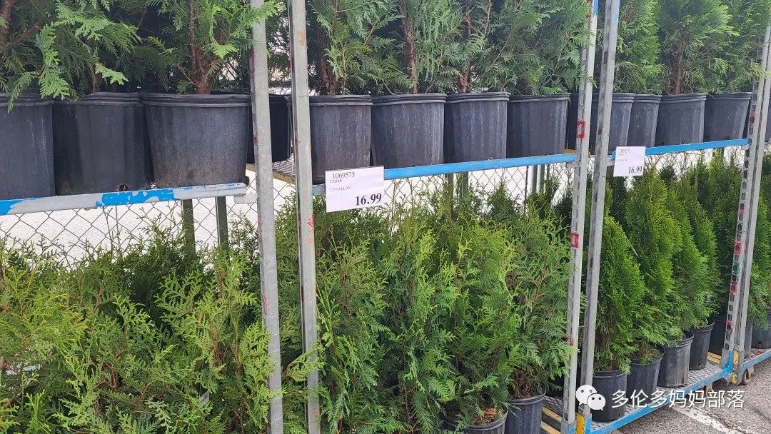 Costco不甘寂寞放大招：户外卖绿植，内附大量细节生图及种植经验分享