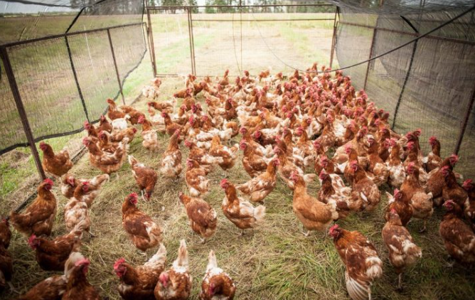 有机鸡蛋更有营养？测试了14种鸡蛋，又交智商税了吗......