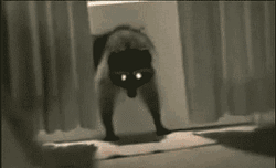 抓3只浣熊花了1200刀，每天都在被干脆面教育重新做人！