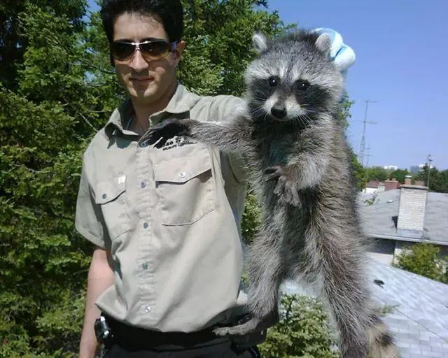 抓3只浣熊花了1200刀，每天都在被干脆面教育重新做人！