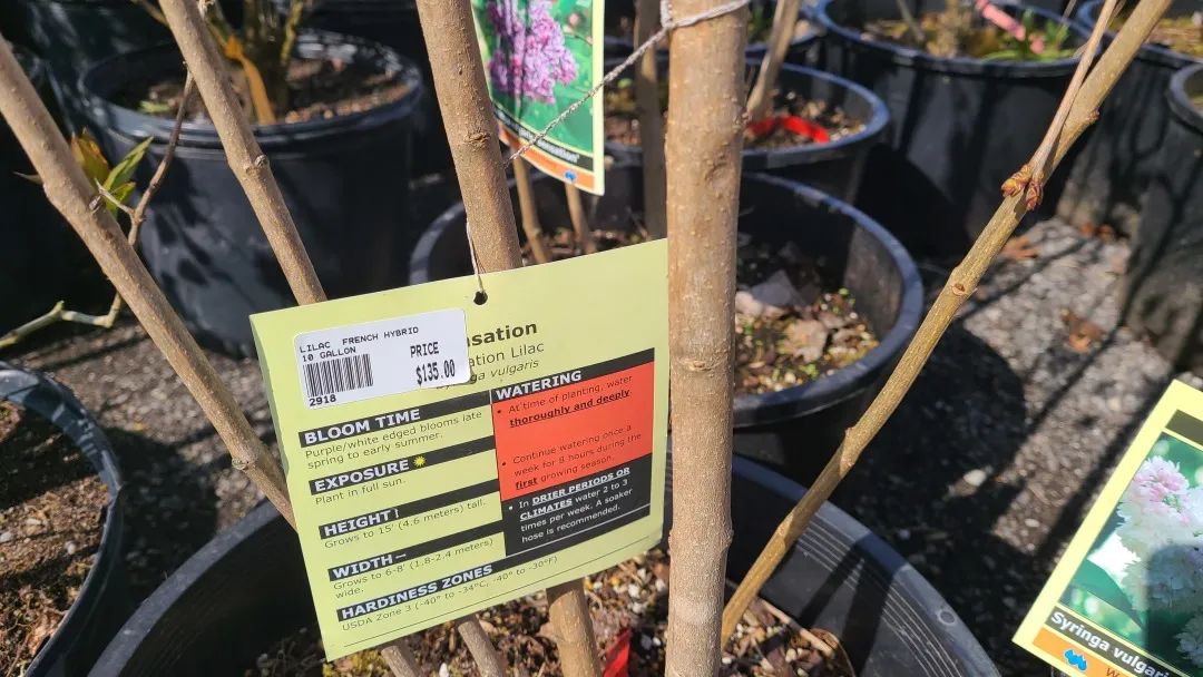 又大又香的Tree Valley苗圃探店：绣球品类就超过16种！