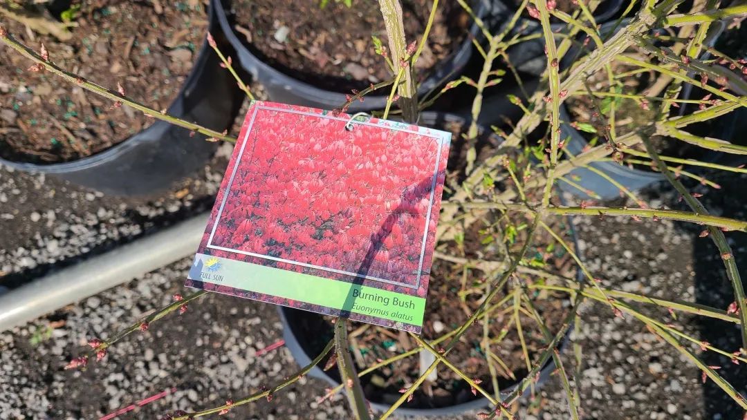 又大又香的Tree Valley苗圃探店：绣球品类就超过16种！