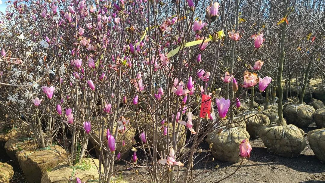 又大又香的Tree Valley苗圃探店：绣球品类就超过16种！