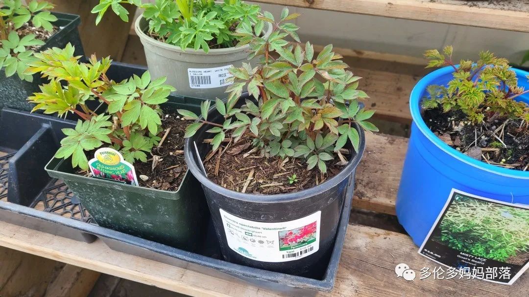 疯狂的苗圃探店系列：多年生宿根和高颜值网红绿植的卖场大秀