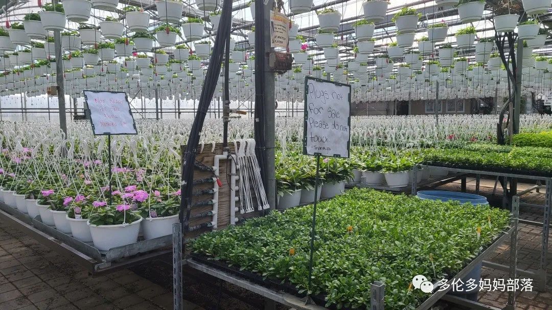 疯狂的苗圃探店系列：多年生宿根和高颜值网红绿植的卖场大秀