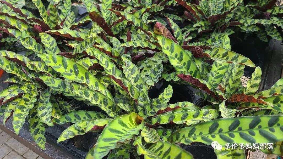 疯狂的苗圃探店系列：多年生宿根和高颜值网红绿植的卖场大秀
