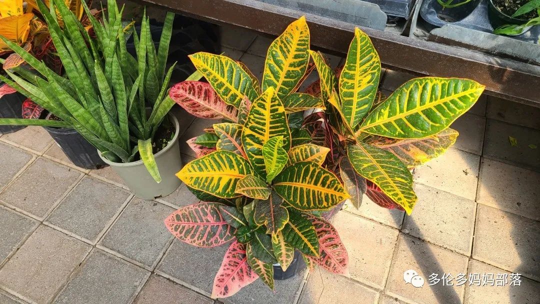 疯狂的苗圃探店系列：多年生宿根和高颜值网红绿植的卖场大秀