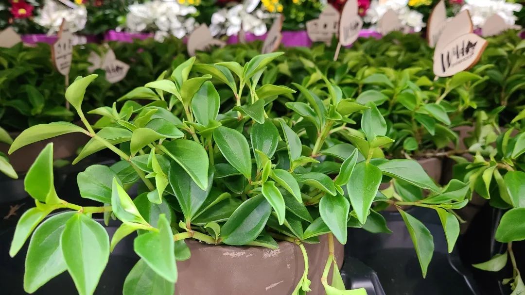 Costco绿植上新：比梅根野心还大的绣球，芦笋草莓统统有！