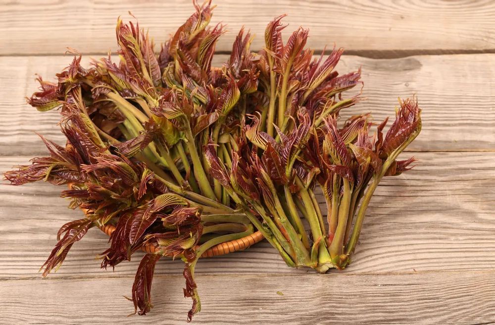 用生命尝一口春天的味道，今天你挖野菜了吗？