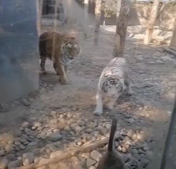 大鹅吊打团灭两头猛虎！能战胜大鹅真的只有铁锅了吗？