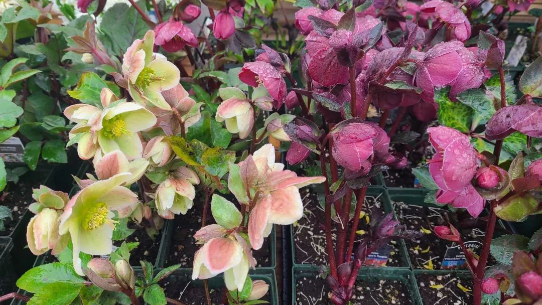 探店：在封城中求生存的苗圃，仍骄傲地营业中！