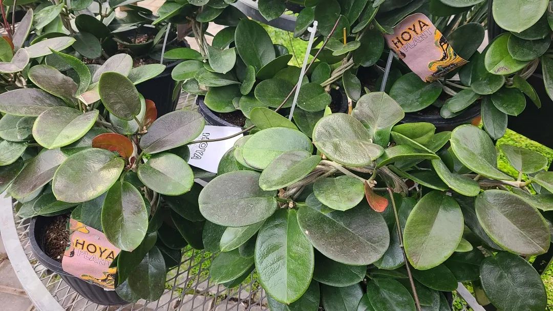 探店：在封城中求生存的苗圃，仍骄傲地营业中！