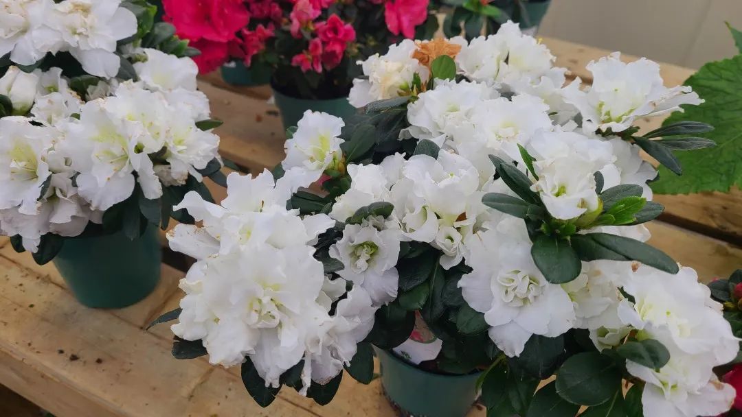 探店：在封城中求生存的苗圃，仍骄傲地营业中！