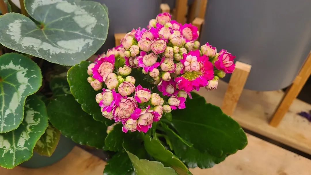 探店：在封城中求生存的苗圃，仍骄傲地营业中！