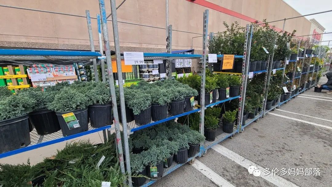 Costco不甘寂寞放大招：户外卖绿植，内附大量细节生图及种植经验分享