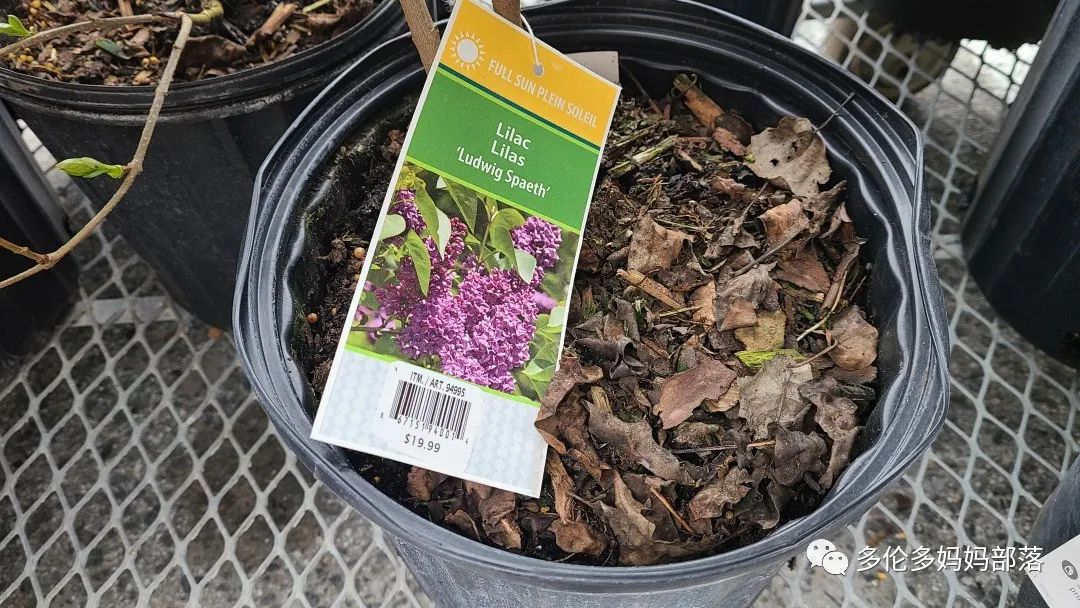 Costco不甘寂寞放大招：户外卖绿植，内附大量细节生图及种植经验分享