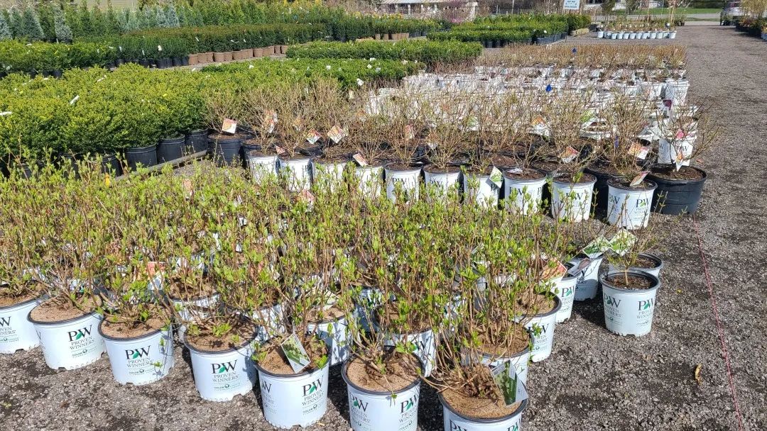 又大又香的Tree Valley苗圃探店：绣球品类就超过16种！