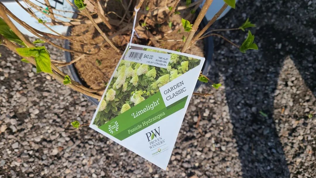 又大又香的Tree Valley苗圃探店：绣球品类就超过16种！