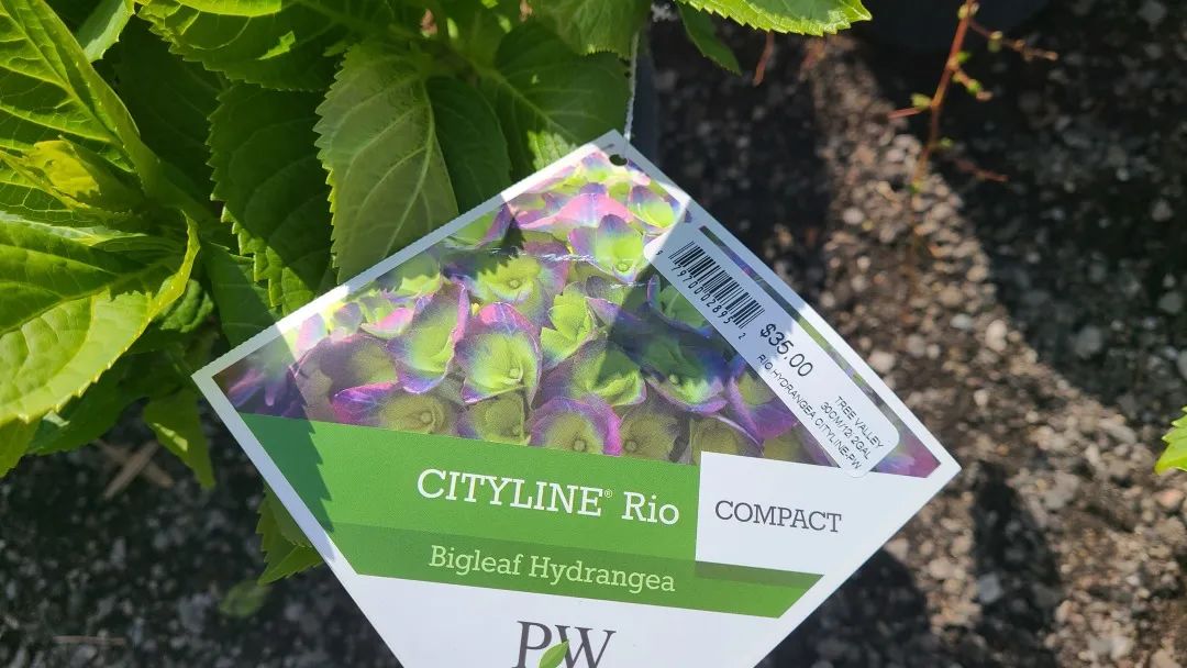 又大又香的Tree Valley苗圃探店：绣球品类就超过16种！