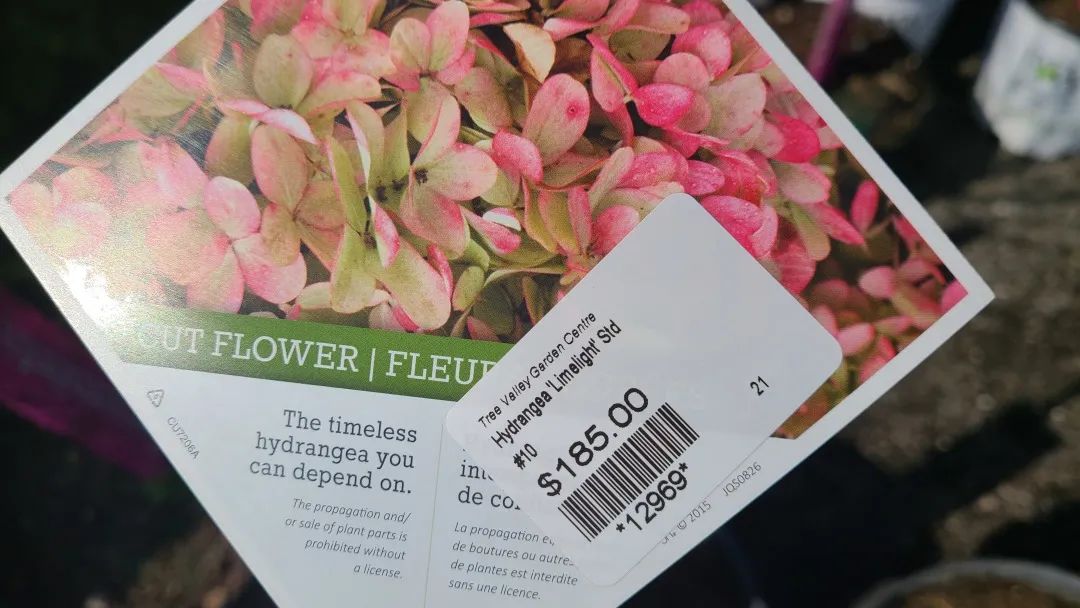 又大又香的Tree Valley苗圃探店：绣球品类就超过16种！