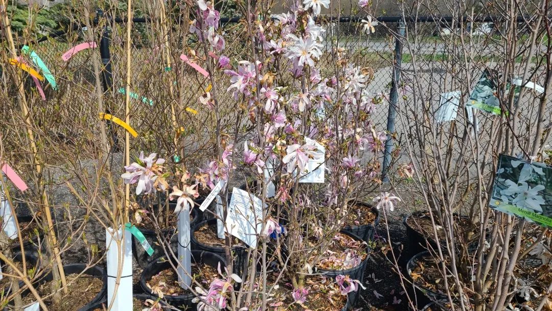 又大又香的Tree Valley苗圃探店：绣球品类就超过16种！