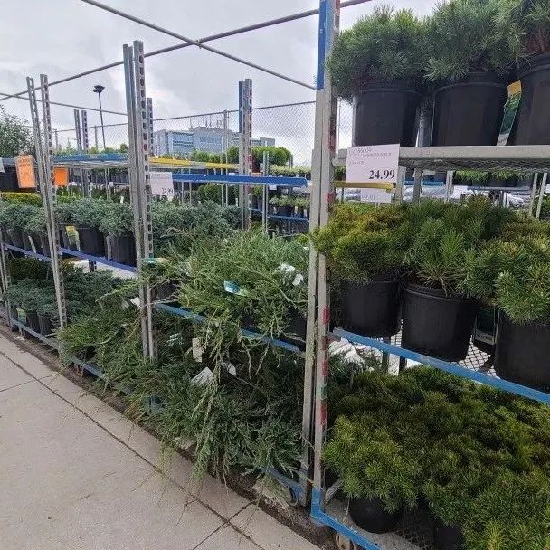又大又香的Tree Valley苗圃探店：绣球品类就超过16种！