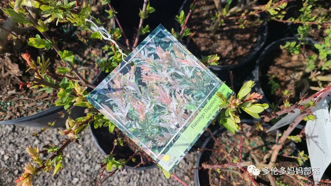 疯狂的苗圃探店系列：多年生宿根和高颜值网红绿植的卖场大秀
