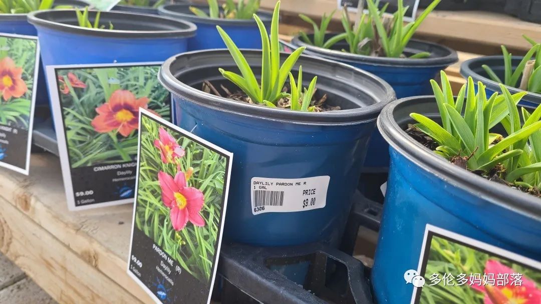 疯狂的苗圃探店系列：多年生宿根和高颜值网红绿植的卖场大秀