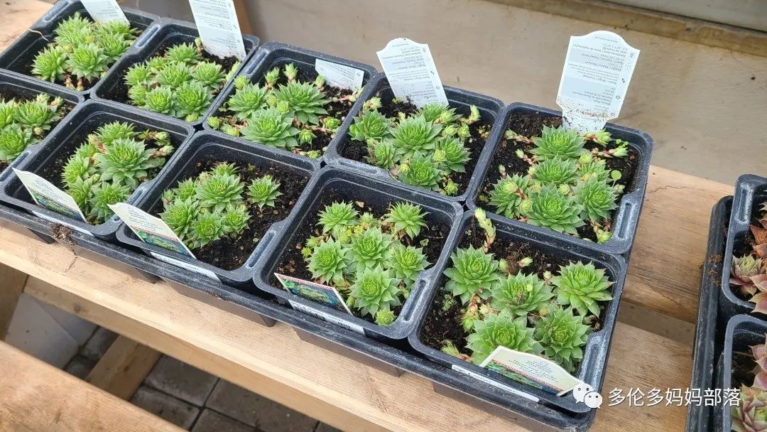 疯狂的苗圃探店系列：多年生宿根和高颜值网红绿植的卖场大秀