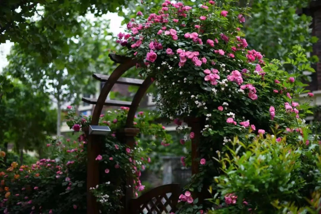 不是什么泥巴都能种花!为了找土,你拼了吗? 不是什么泥巴都能种花!为了找土,你拼了吗?