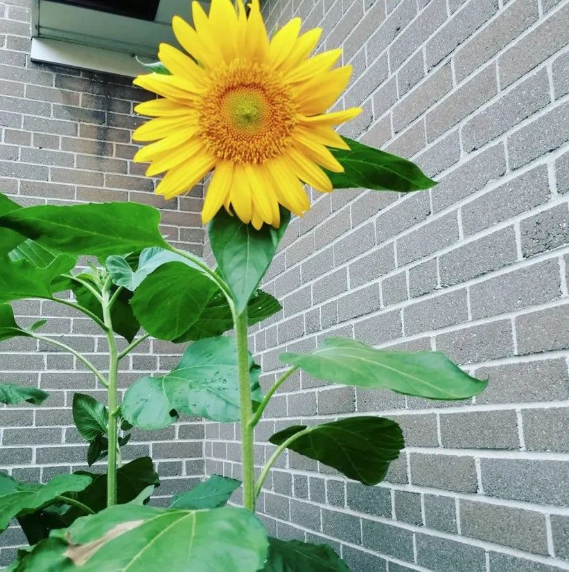 不是什么泥巴都能种花!为了找土,你拼了吗? 不是什么泥巴都能种花!为了找土,你拼了吗?