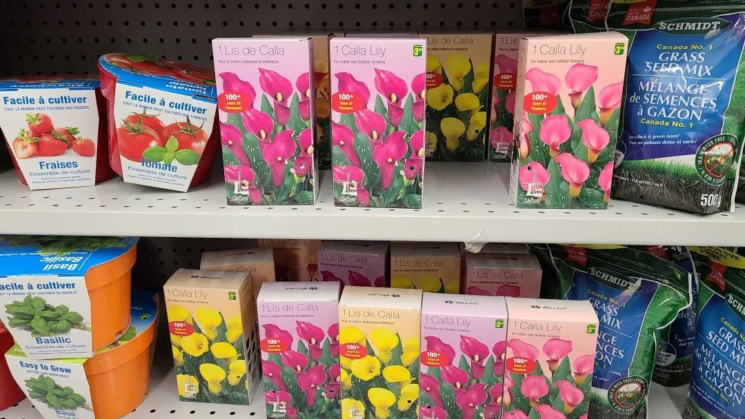 探店Dollarama：“霸道总裁”一枝花逛一元店，反向带货？