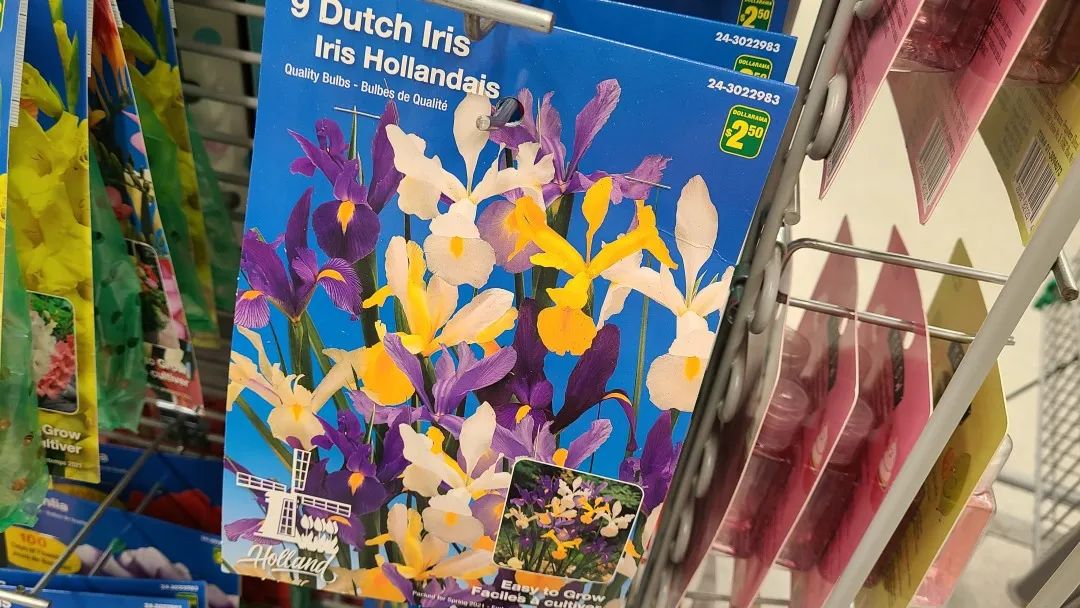 探店Dollarama：“霸道总裁”一枝花逛一元店，反向带货？