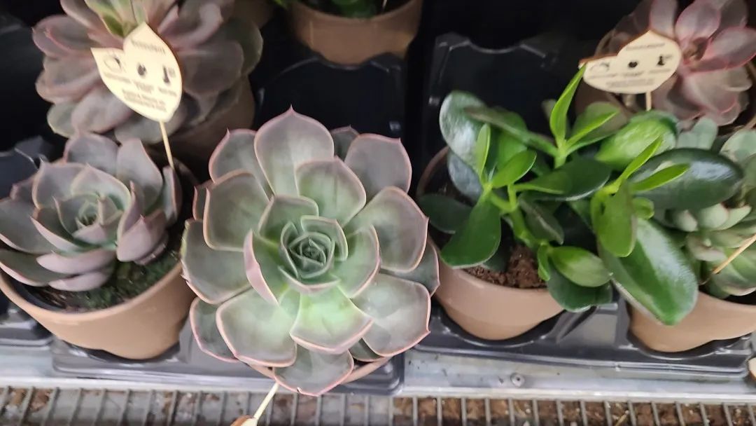 Costco绿植上新：比梅根野心还大的绣球，芦笋草莓统统有！
