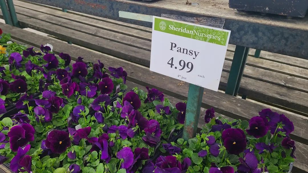 探店：在封城中求生存的苗圃，仍骄傲地营业中！