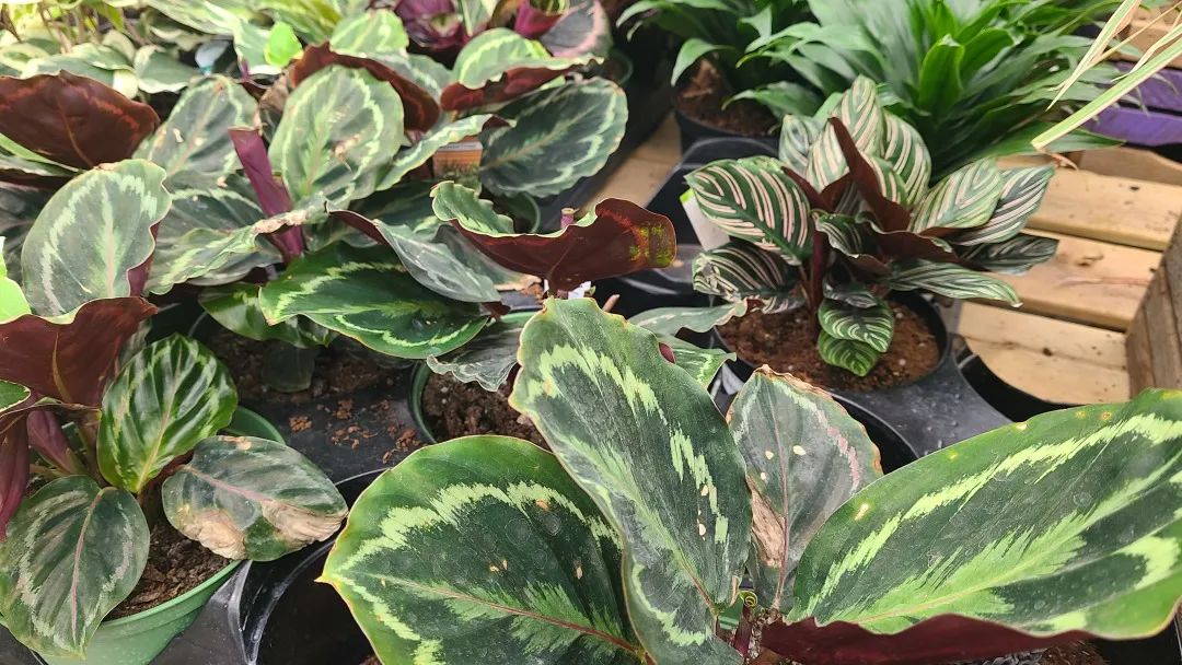 探店：在封城中求生存的苗圃，仍骄傲地营业中！