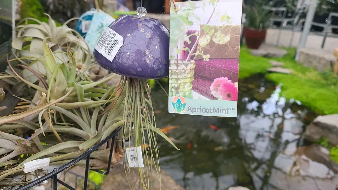 探店：在封城中求生存的苗圃，仍骄傲地营业中！