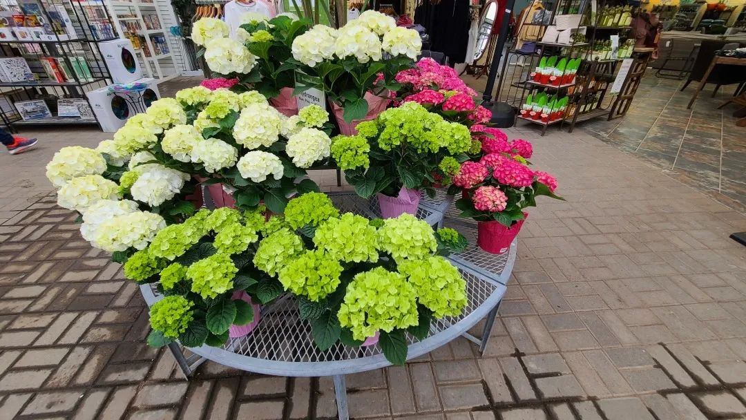 探店：在封城中求生存的苗圃，仍骄傲地营业中！