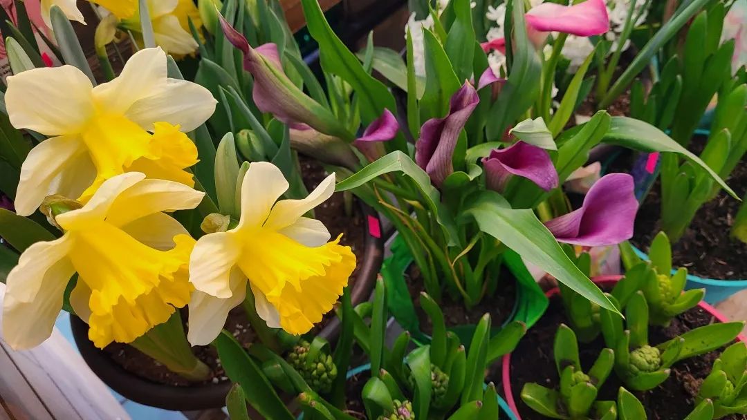 把超市玩成网红打卡地：深度探店高颜值超市Village Grocer