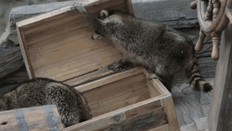 抓3只浣熊花了1200刀，每天都在被干脆面教育重新做人！