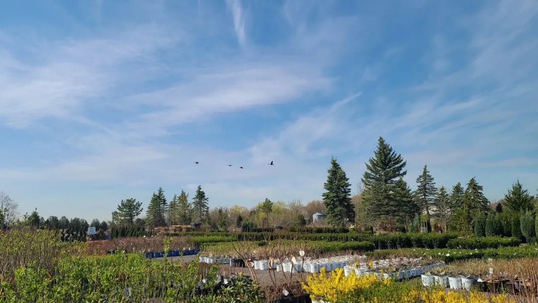 又大又香的Tree Valley苗圃探店：绣球品类就超过16种！