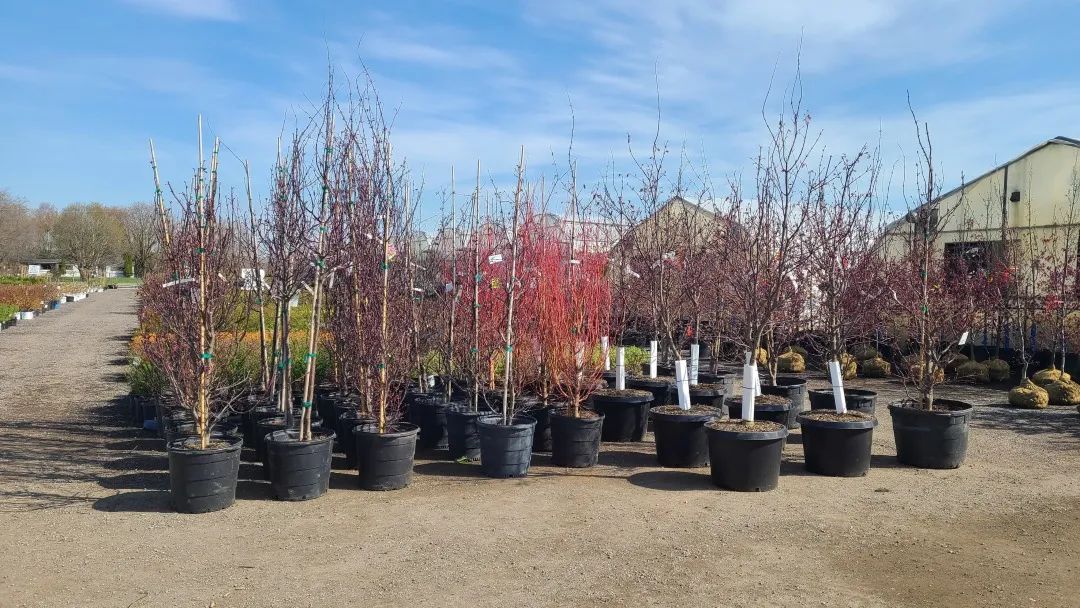 又大又香的Tree Valley苗圃探店：绣球品类就超过16种！