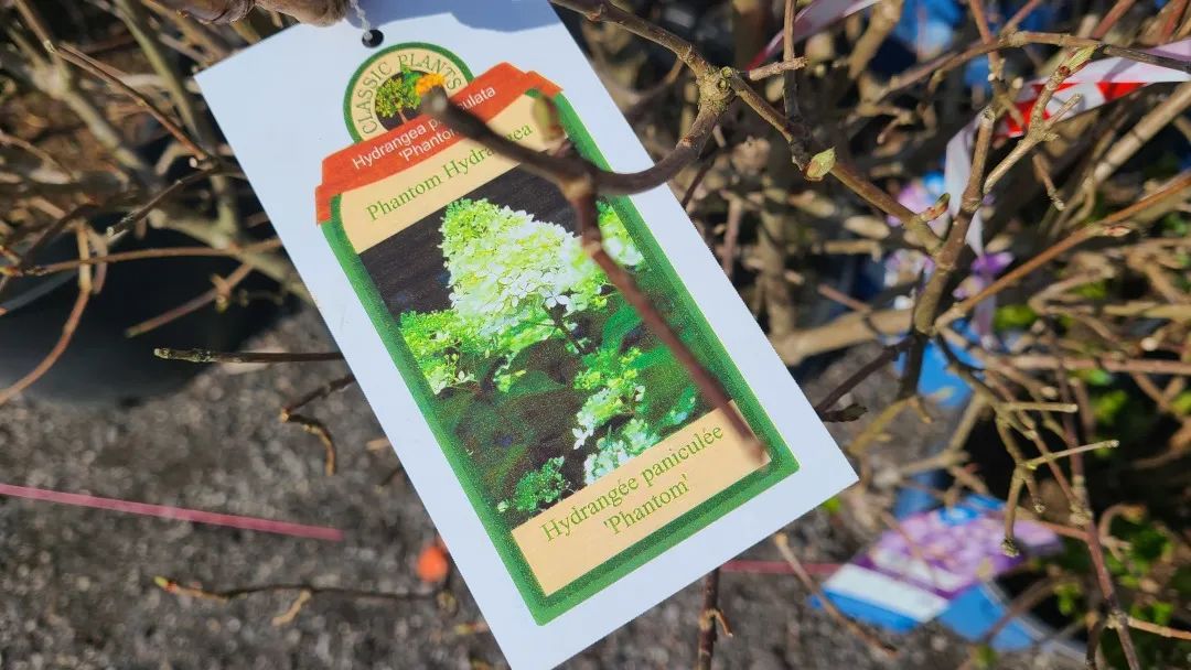 又大又香的Tree Valley苗圃探店：绣球品类就超过16种！