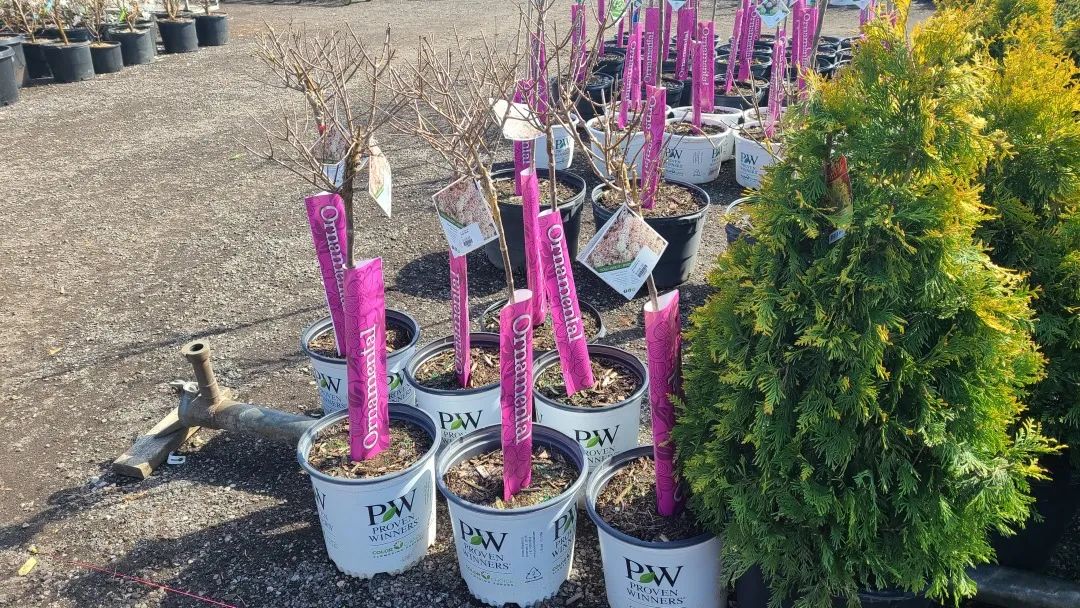 又大又香的Tree Valley苗圃探店：绣球品类就超过16种！