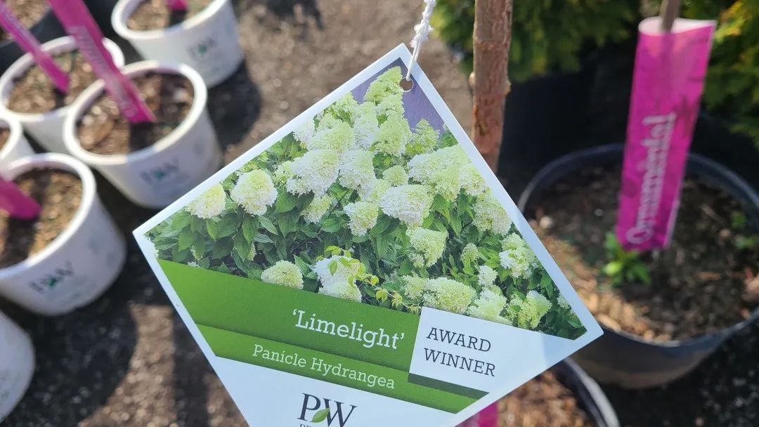 又大又香的Tree Valley苗圃探店：绣球品类就超过16种！