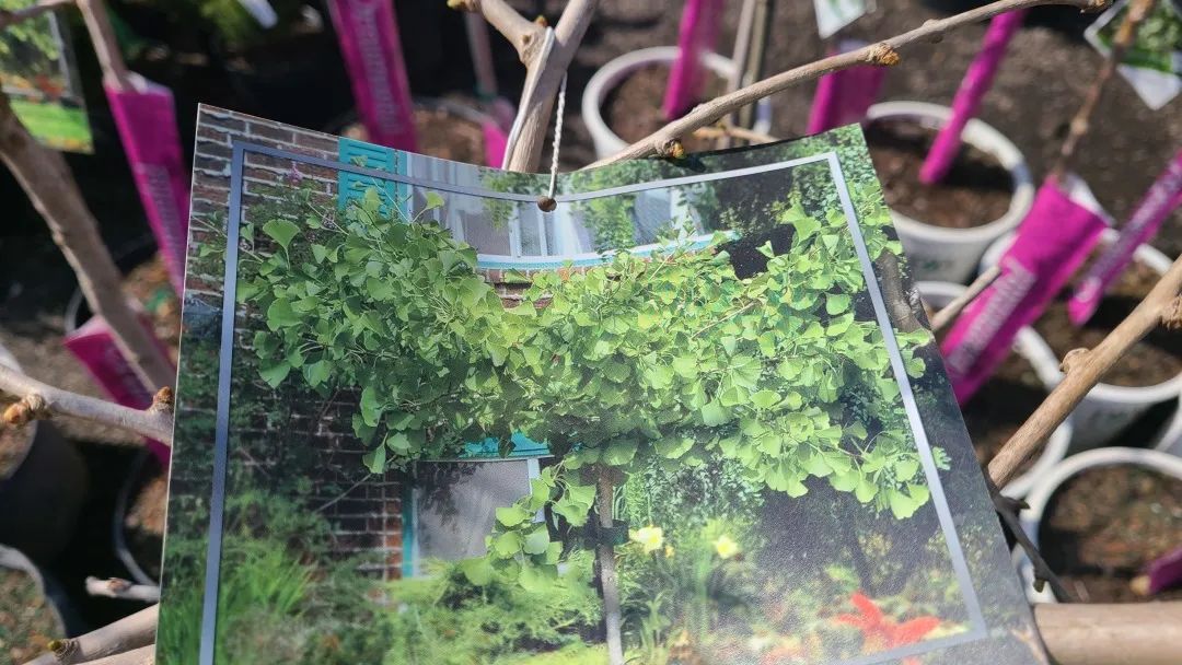 又大又香的Tree Valley苗圃探店：绣球品类就超过16种！