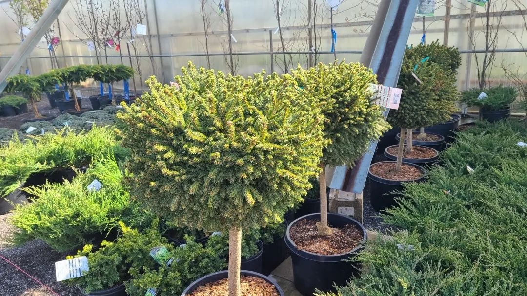 又大又香的Tree Valley苗圃探店：绣球品类就超过16种！