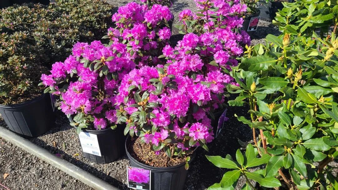 又大又香的Tree Valley苗圃探店：绣球品类就超过16种！